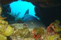 Nurse shark under coral waiting for dinner to swim by